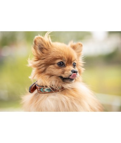 Penelope "Pearl" Dog Collar...