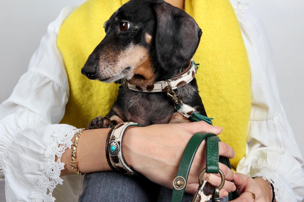 DWAM Ivy Dog Collar With Bracelet, with the nice wild print. go in STYLE DWAM Ivy Dog Collar With Bracelet, with the nice wild print. go in STYLE