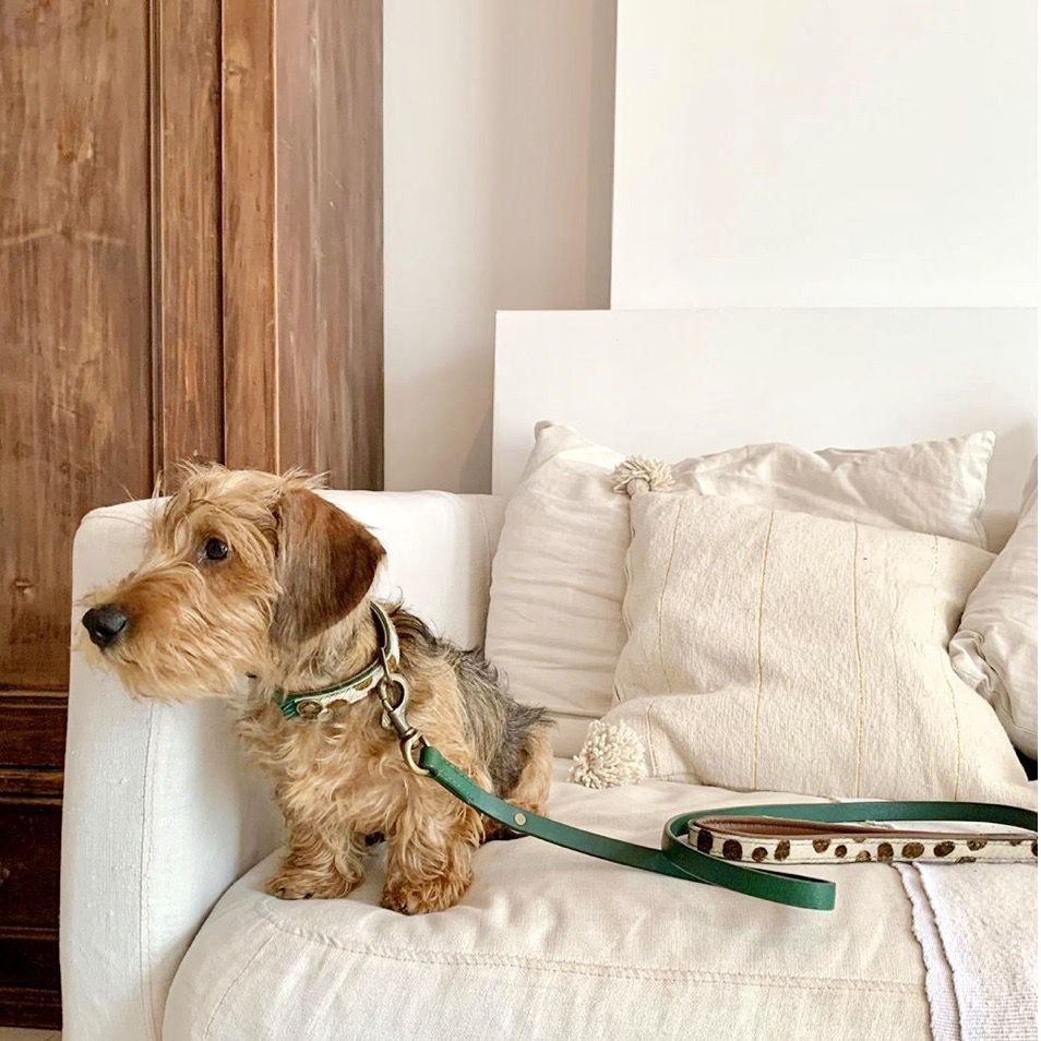 DWAM Ivy Dog Collar With Bracelet, with the nice wild print. go in STYLE DWAM Ivy Dog Collar With Bracelet, with the nice wild print. go in STYLE