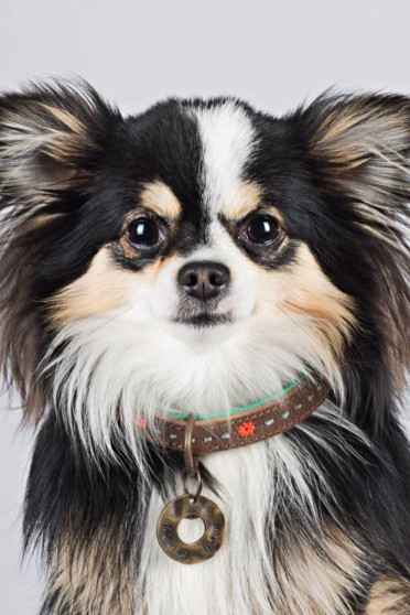 The Dog with a mission collar Joplin is made with beautiful orange details that are firmly sewn into the leather The Dog with a mission collar Joplin is made with beautiful orange details that are firmly sewn into the leather