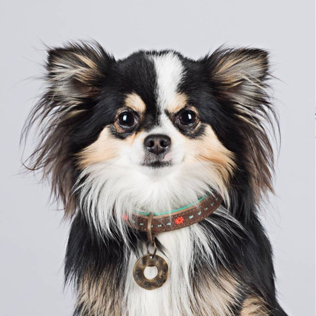 De Halsband Joplin van het merk Dog with a mission is gemaakt met prachtige Oranje Stiksels De Halsband Joplin van het merk Dog with a mission is gemaakt met prachtige Oranje Stiksels