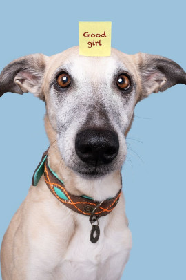 De Halsband Joplin van het merk Dog with a mission is gemaakt met prachtige Oranje Stiksels De Halsband Joplin van het merk Dog with a mission is gemaakt met prachtige Oranje Stiksels