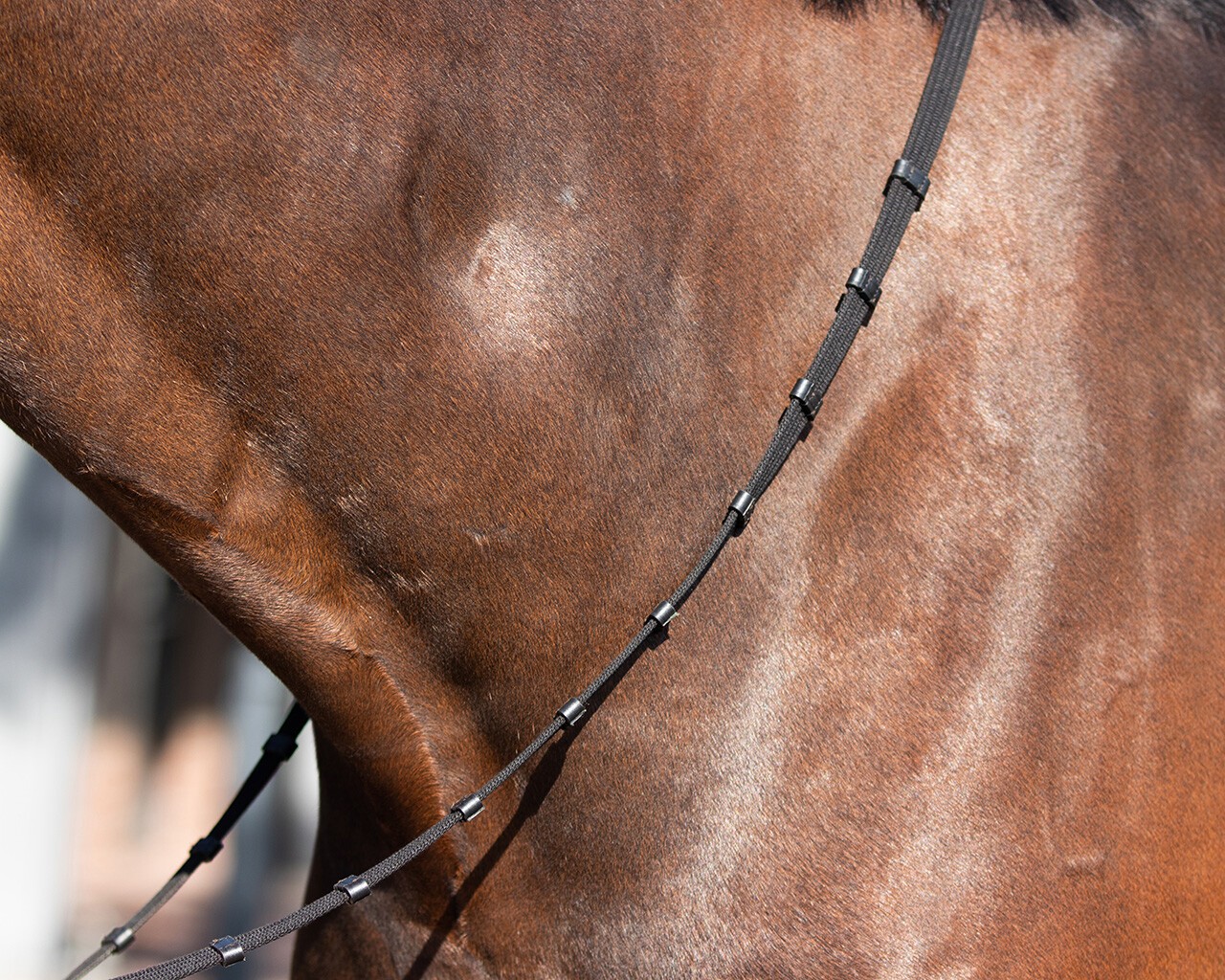 Ridershouse QHP Tranings Bridle, Perfect for training with the easy clips Ridershouse QHP Tranings Bridle, Perfect for training with the easy clips