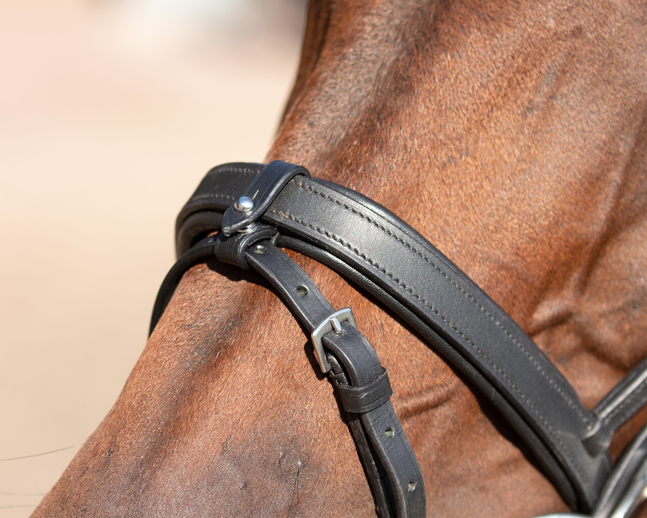 Ridershouse QHP Tranings Bridle, Perfect for training with the easy clips Ridershouse QHP Tranings Bridle, Perfect for training with the easy clips