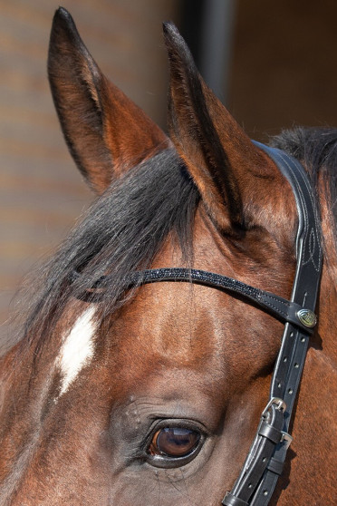 Anatomisch gevormd tranings hoofdstel, van het merk QH, Ideaal met klipjes Anatomisch gevormd tranings hoofdstel, van het merk QH, Ideaal met klipjes