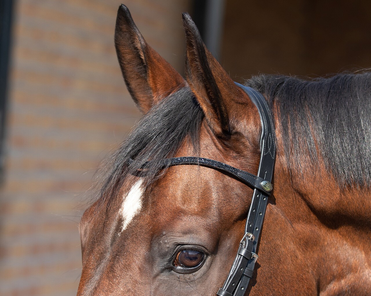 Ridershouse QHP Tranings Bridle, Perfect for training with the easy clips Ridershouse QHP Tranings Bridle, Perfect for training with the easy clips
