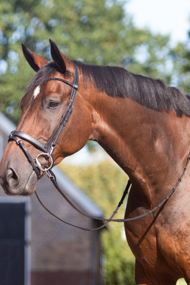 Ridershouse QHP Tranings Bridle, Perfect for training with the easy clips