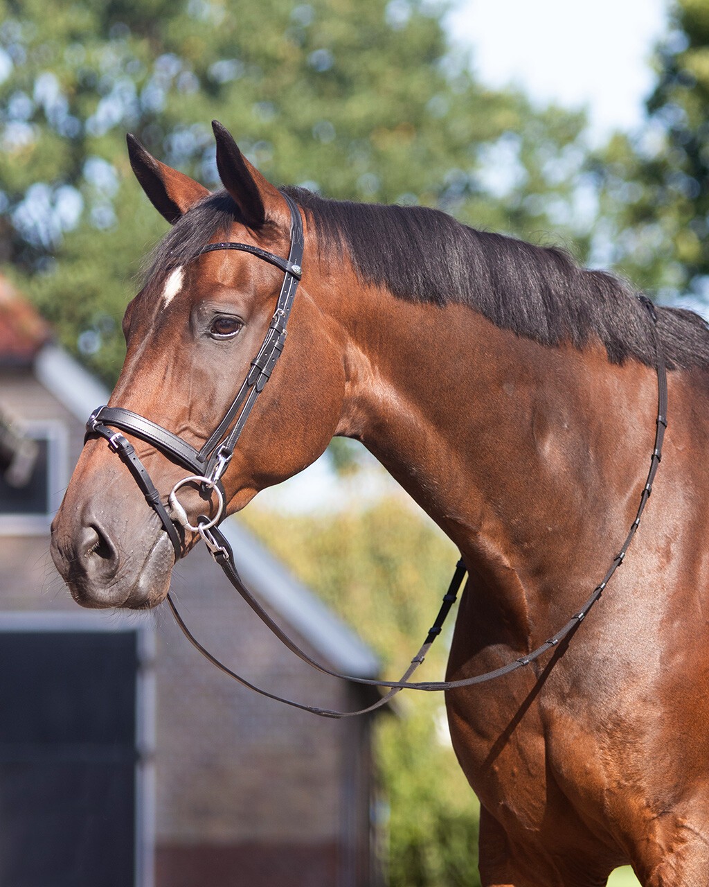 Ridershouse QHP Tranings Bridle, Perfect for training with the easy clips Ridershouse QHP Tranings Bridle, Perfect for training with the easy clips
