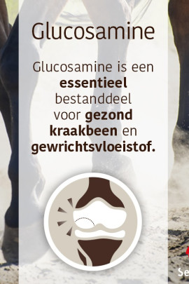 Sectolin Glucosamine, Chondroïtine & MSM 1 Kg, wat nutritionele ondersteuning geeft aan gewrichten en spieren Sectolin Glucosamine, Chondroïtine & MSM 1 Kg, wat nutritionele ondersteuning geeft aan gewrichten en spieren