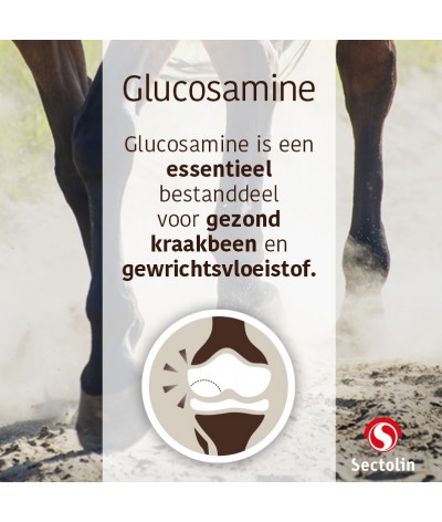 een beetje Geurloos Hick Sectolin Glucosamine, Chondroïtine & MSM 1 Kg, for horse with intensive work