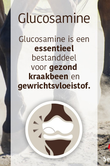 Sectolin Glucosamine, Chondroïtine & MSM 1 Kg, wat nutritionele ondersteuning geeft aan gewrichten en spieren Sectolin Glucosamine, Chondroïtine & MSM 1 Kg, wat nutritionele ondersteuning geeft aan gewrichten en spieren