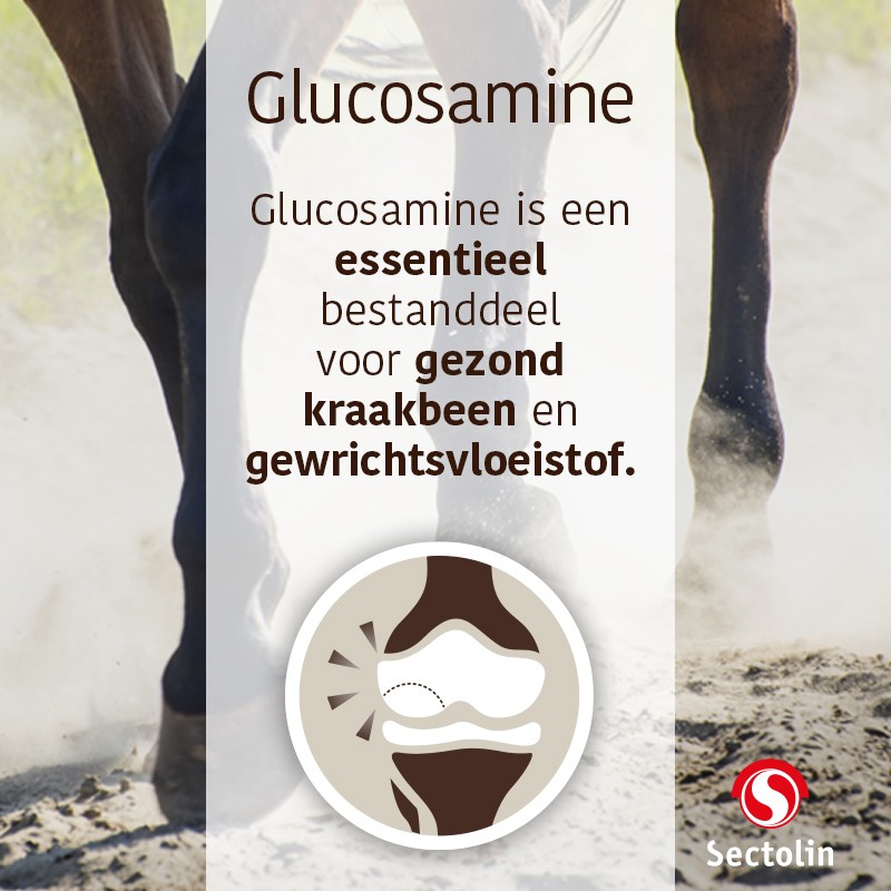 Sectolin Glucosamine, Chondroïtine & MSM 1 Kg, wat nutritionele ondersteuning geeft aan gewrichten en spieren Sectolin Glucosamine, Chondroïtine & MSM 1 Kg, wat nutritionele ondersteuning geeft aan gewrichten en spieren
