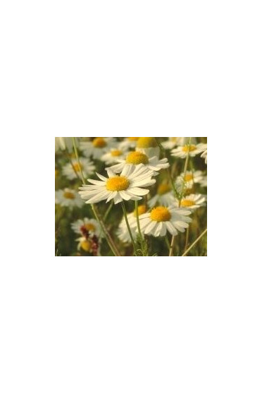 Sectolin Silicium Horse, for the maintenance of strong bones, tendons and joints Sectolin Silicium Horse, for the maintenance of strong bones, tendons and joints