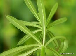 Sectolin Cleavers Horse 700 Gram Cleavers is used to support, among other things, good blood purificatio Sectolin Cleavers Horse 700 Gram Cleavers is used to support, among other things, good blood purificatio