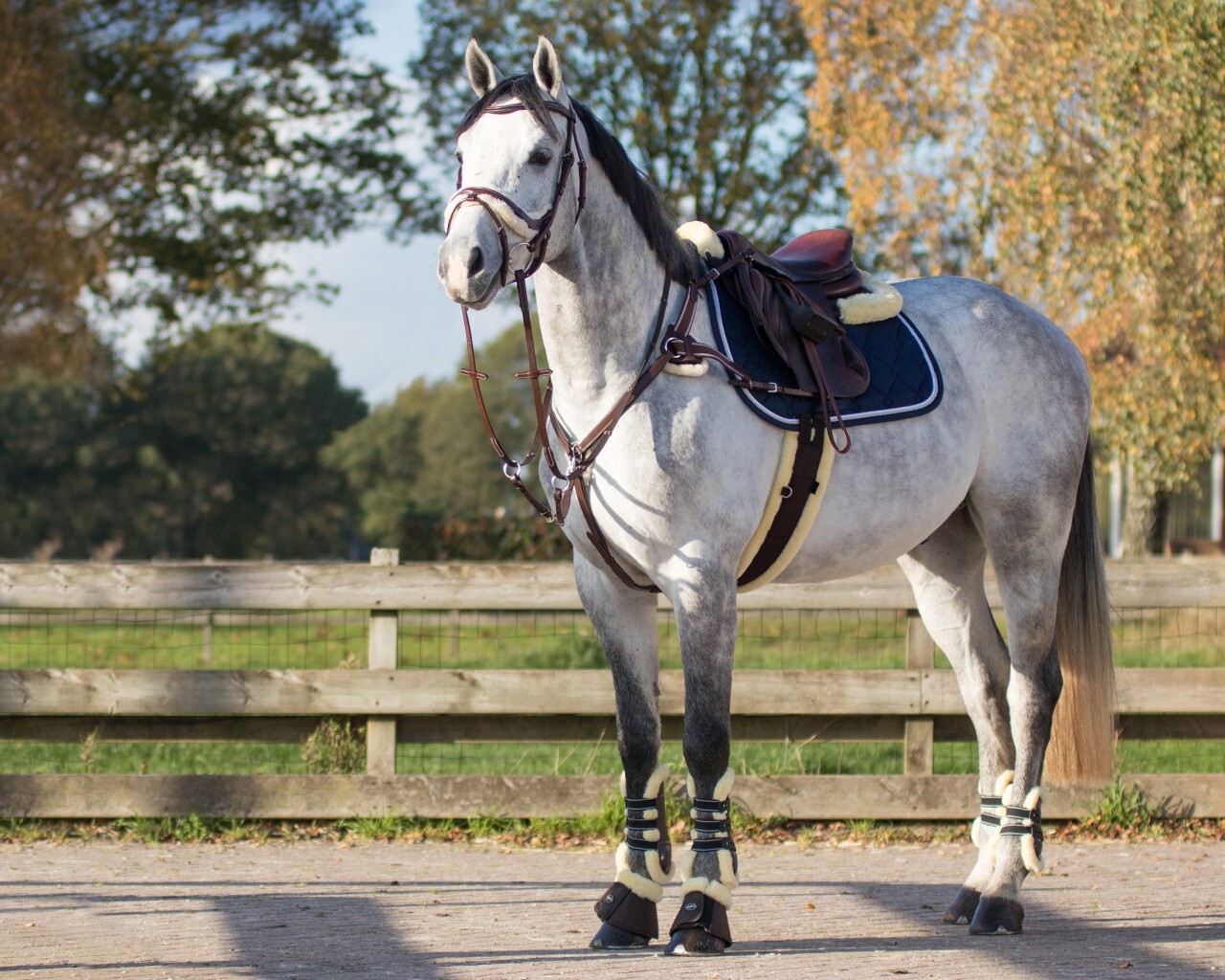 QPH Sheepskin Girth Brown, Perfect for training and young Horses QPH Sheepskin Girth Brown, Perfect for training and young Horses
