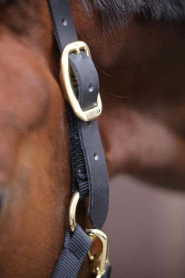 Kentucky Control Halster