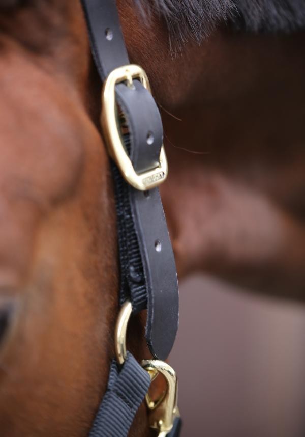 Kentucky Control Halster