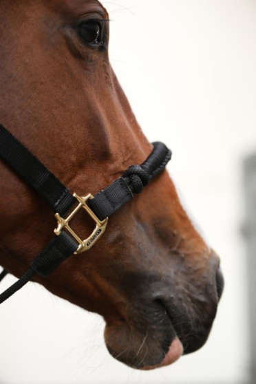 Kentucky Control Halster