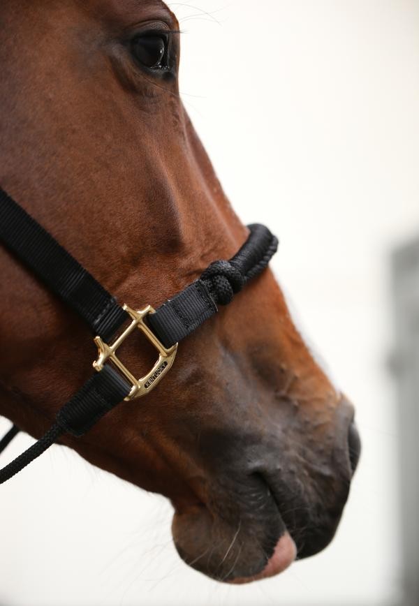 Kentucky Control Halster