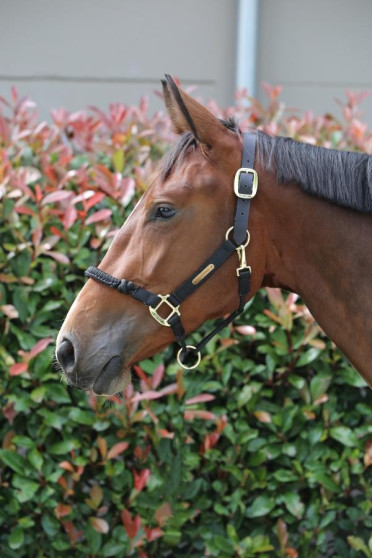 Kentucky Control Halster
