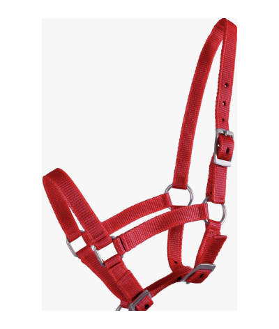 QHP Head Collar Foal Red