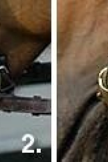 Stubben Golden Wings 4IN1 Snaffle Bit Double Broken Stubben Golden Wings 4IN1 Snaffle Bit Double Broken