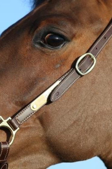 Kentucky Horsewear Grooming Halster Kentucky Horsewear Grooming Halster