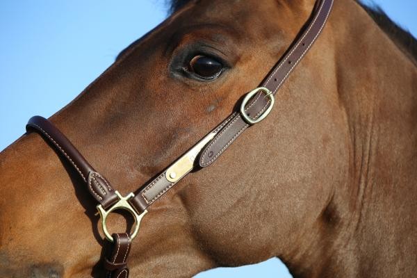 Kentucky Horsewear Grooming Halster Kentucky Horsewear Grooming Halster