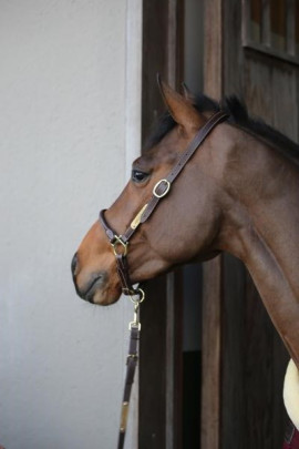 Kentucky Horsewear Grooming Halster Kentucky Horsewear Grooming Halster
