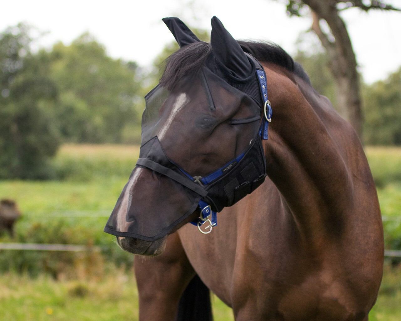 Qhp Vliegenkap Met Afneembare Neusflap, leverbaar in 4 verschillende kleuren. Qhp Vliegenkap Met Afneembare Neusflap, leverbaar in 4 verschillende kleuren.