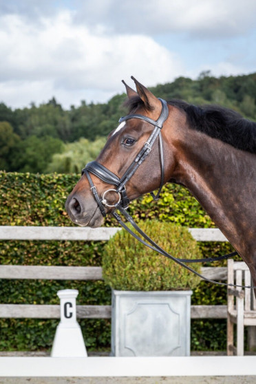 Dyon Mat Large Crank Noseband Bridle With Flash 'Dressage Flat' Collection Dyon Mat Large Crank Noseband Bridle With Flash 'Dressage Flat' Collection