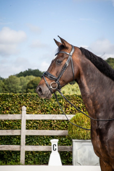 Dyon Patent Large Crank Noseband Bridle With Flash 'Dressage Flat' Collection Dyon Patent Large Crank Noseband Bridle With Flash 'Dressage Flat' Collection