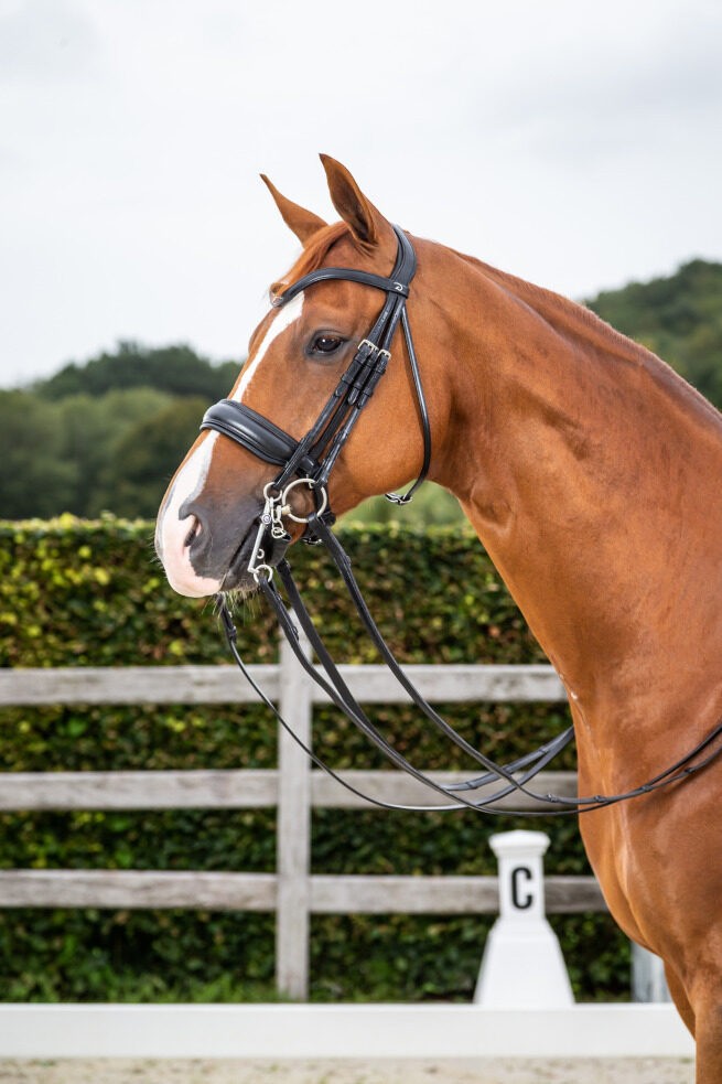 Dyon Mat Large Crank Noseband Double Bridle 'Dressage Flat' Collection Dyon Mat Large Crank Noseband Double Bridle 'Dressage Flat' Collection