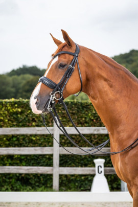 Dyon Patent Large Crank Noseband Double Bridle 'Dressage Flat' Collection