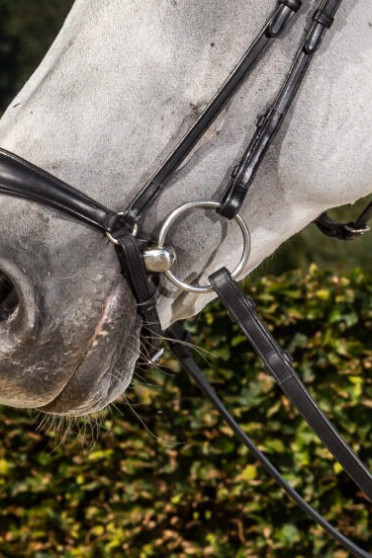 Dyon Matte Drop Noseband with Pull back 'Dressage Flat' Collection