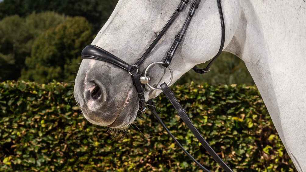 Dyon Matte Drop Noseband with Pull back 'Dressage Flat' Collection