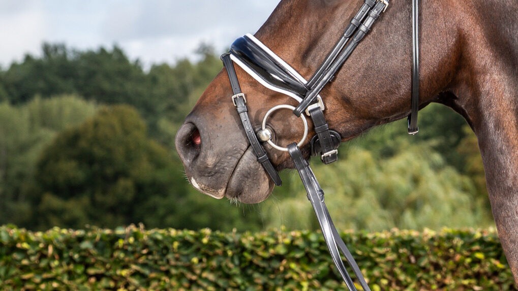 Dyon Patent Large Crank Noseband With White Padding And Flash 'Dressage Flat' Collection