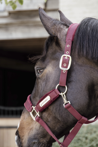 Velvet Halster Kentucky Bordeaux Size Full Velvet Halster Kentucky Bordeaux Size Full