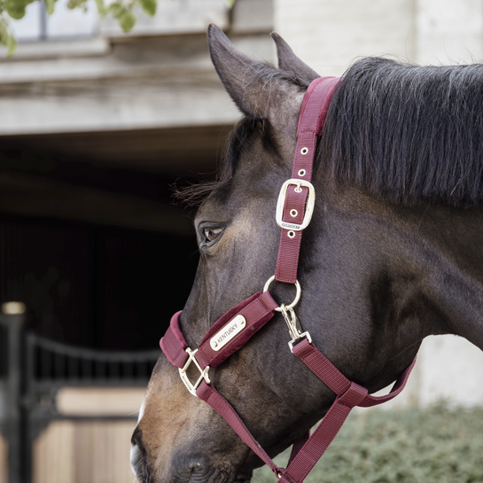 Velvet Halster Kentucky Bordeaux Size Full Velvet Halster Kentucky Bordeaux Size Full