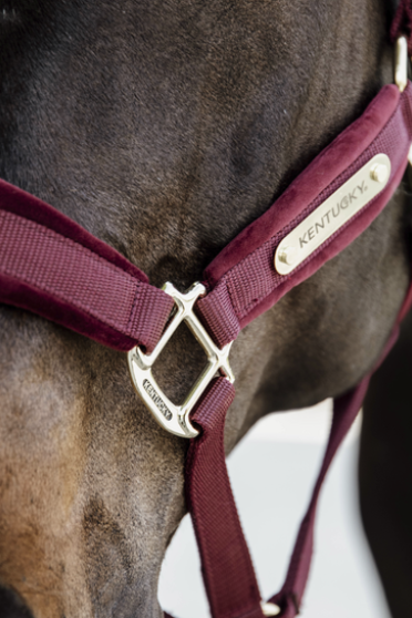 Velvet Halster Kentucky Bordeaux Size Full Velvet Halster Kentucky Bordeaux Size Full