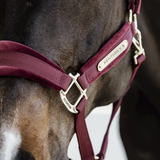 Velvet Halster Kentucky Bordeaux Size Full Velvet Halster Kentucky Bordeaux Size Full
