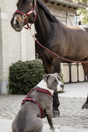 Ridershouse: Kentucky Lead Rope Basic Bordeaux Ridershouse: Kentucky Lead Rope Basic Bordeaux