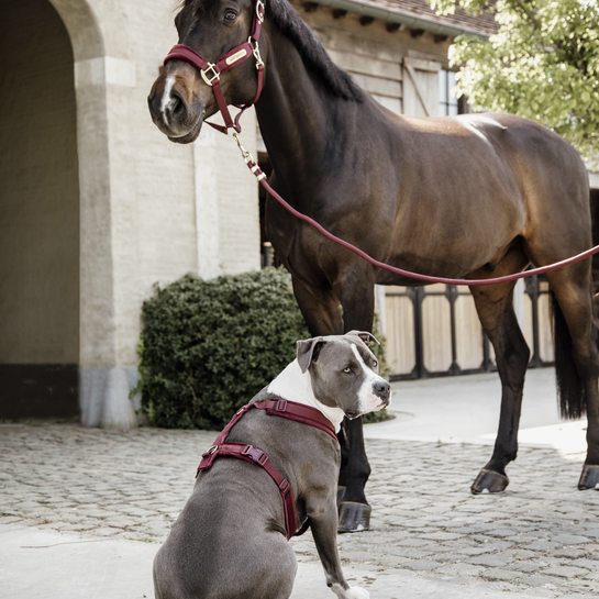 Ridershouse: Kentucky Lead Rope Basic Bordeaux Ridershouse: Kentucky Lead Rope Basic Bordeaux