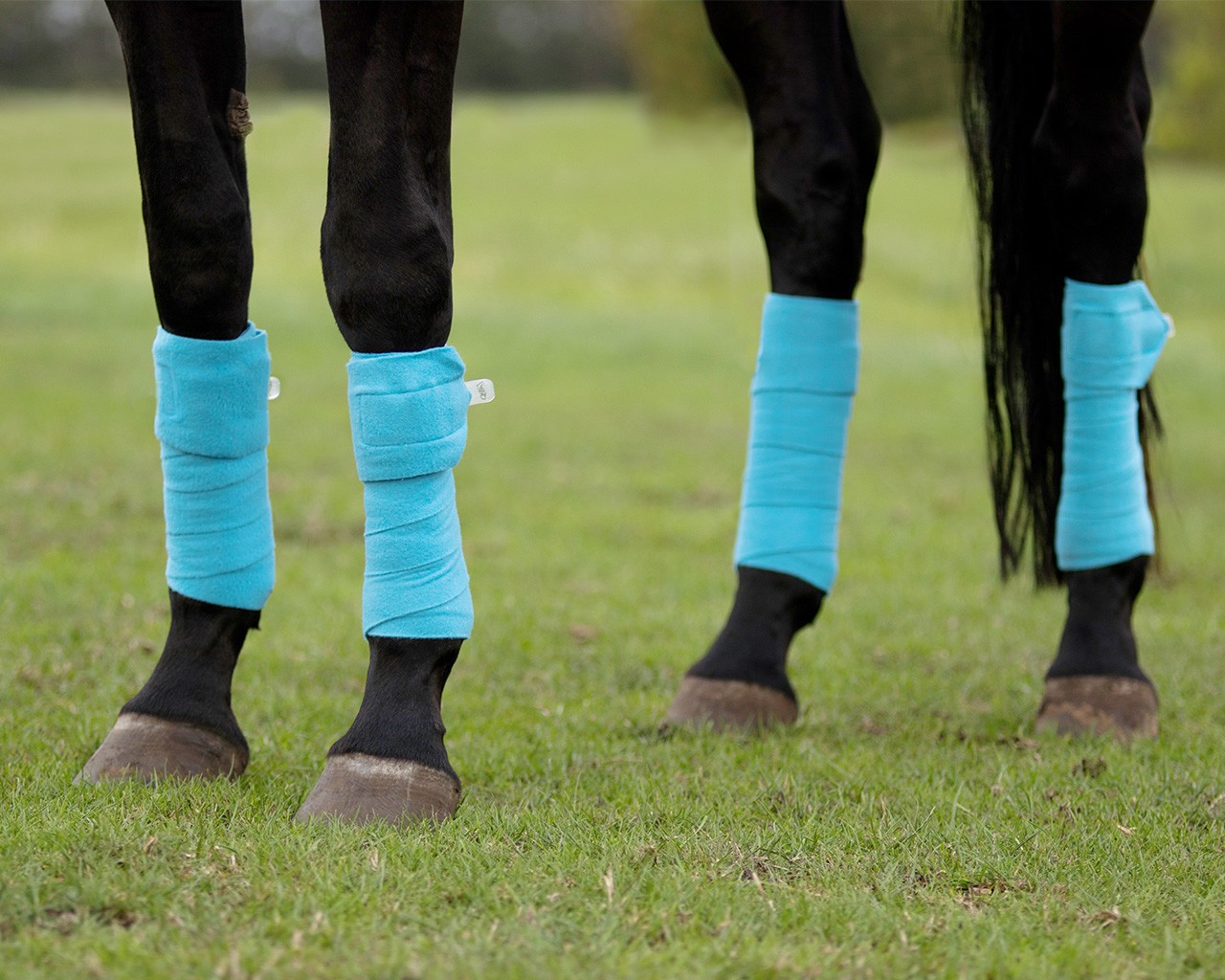 QHP Fleece Bandages 3 Meter, in een set van 4 stuks. Leverbaar in blauw en zwart. QHP Fleece Bandages 3 Meter, in een set van 4 stuks. Leverbaar in blauw en zwart.