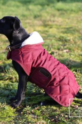 Kentucky Horsewear Hondendeken Bordeaux Kentucky Horsewear Hondendeken Bordeaux