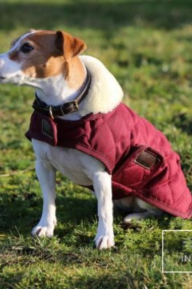 Kentucky Horsewear Hondendeken Bordeaux Kentucky Horsewear Hondendeken Bordeaux