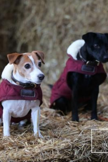 Kentucky Horsewear Hondendeken Bordeaux Kentucky Horsewear Hondendeken Bordeaux