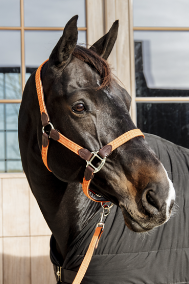 Kentucky Horsewear Nylon Gevlochten Halster Oranje Kentucky Horsewear Nylon Gevlochten Halster Oranje