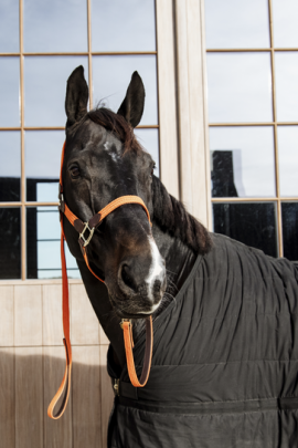 Kentucky Horsewear Gevlochten Nylon Halsterlijn Kentucky Horsewear Gevlochten Nylon Halsterlijn