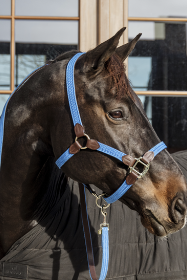 Kentucky Horsewear Nylon Gevlochten Halster Licht Blauw, ook leverbaar in 7 andere kleuren Kentucky Horsewear Nylon Gevlochten Halster Licht Blauw, ook leverbaar in 7 andere kleuren